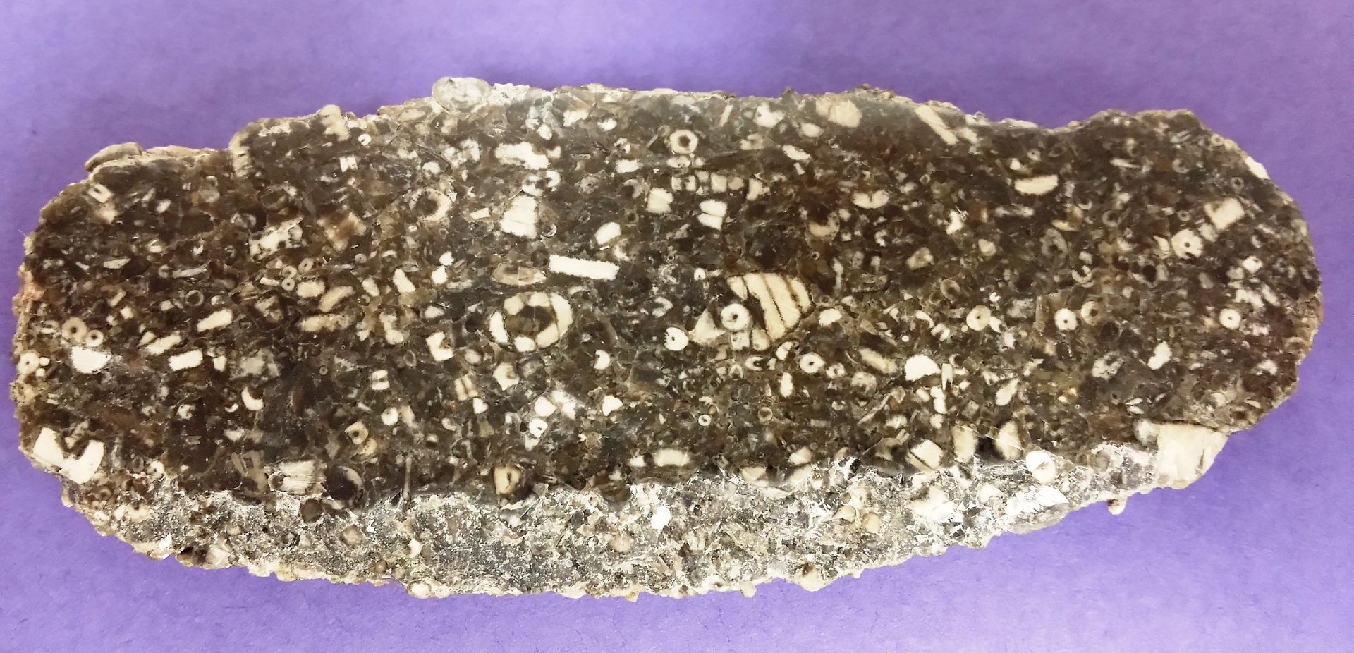 Crinoid Limestone Rock Tumbling Hobby